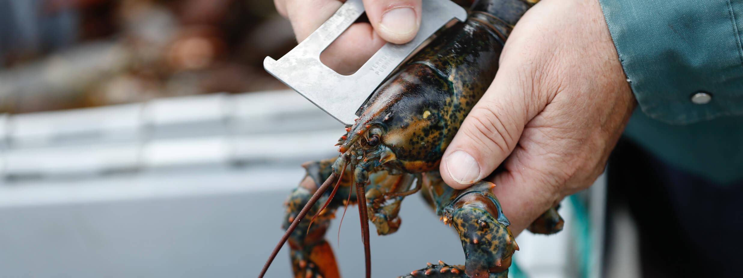 Measuring a lobster size
